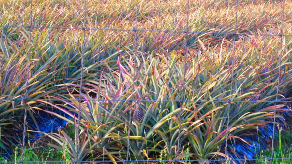 Pineapples growing along the road Pineapples growing along the road
