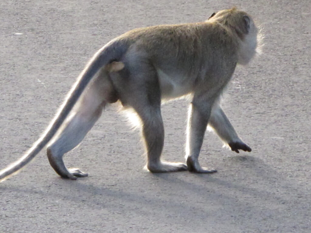 Monkey at the Black River Gorges National Park Monkey at the Black River Gorges National Park