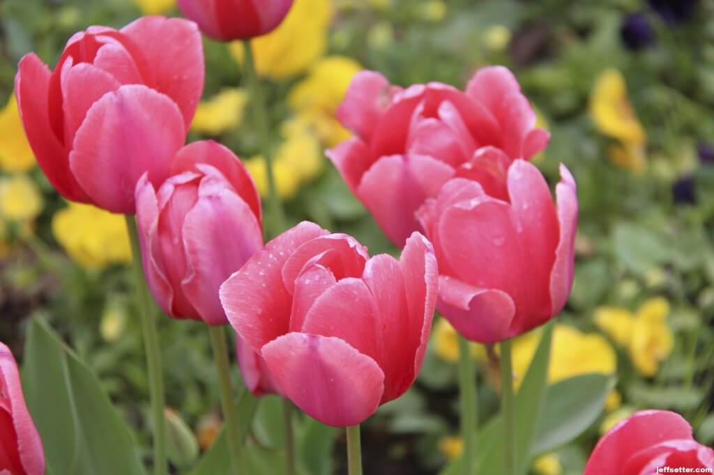 Flowers around Topkapi Palace