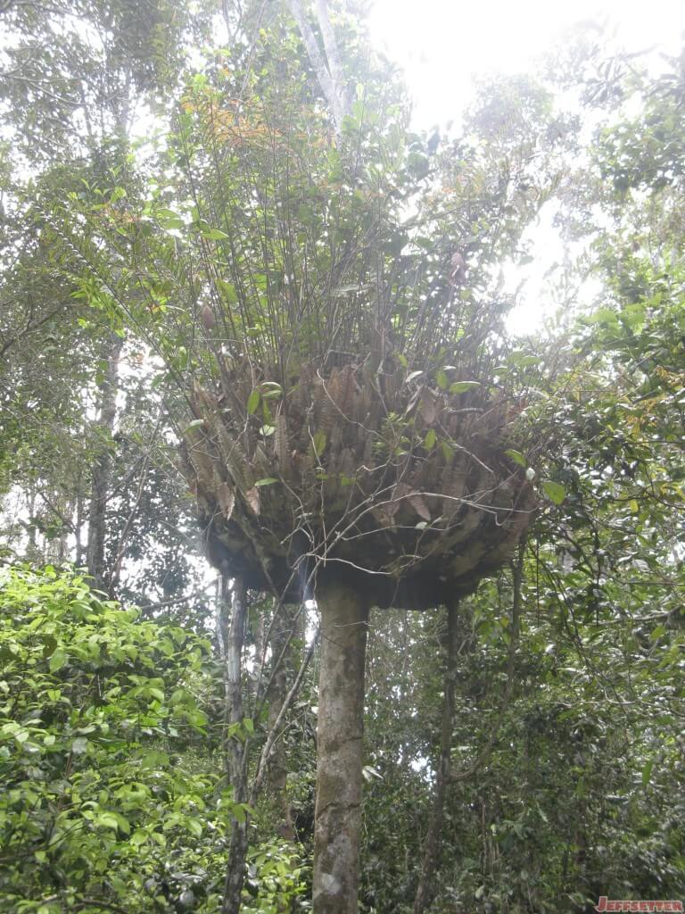 Birds nest or tree goiter