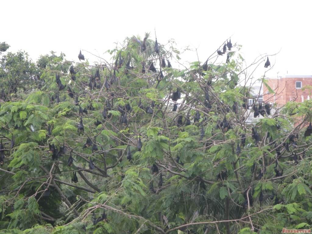 Flying Fox tree