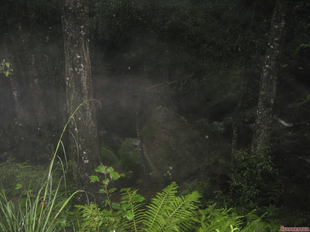 Hiking in a rainforest