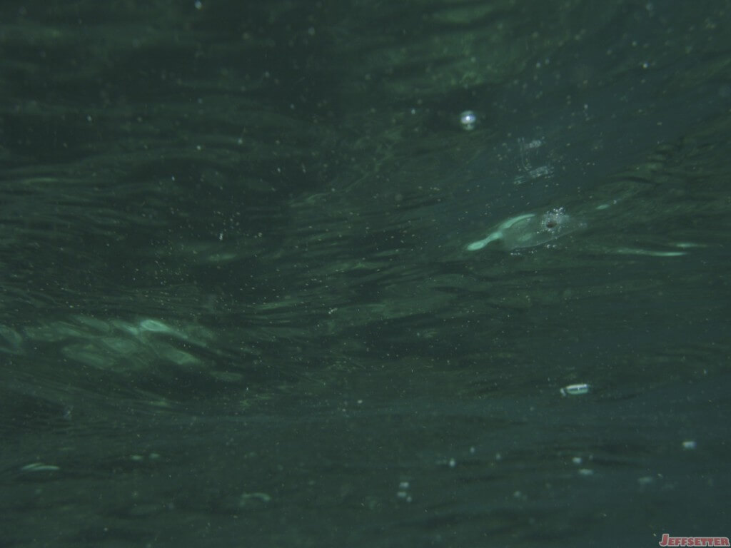 Little tiny clear jellyfish