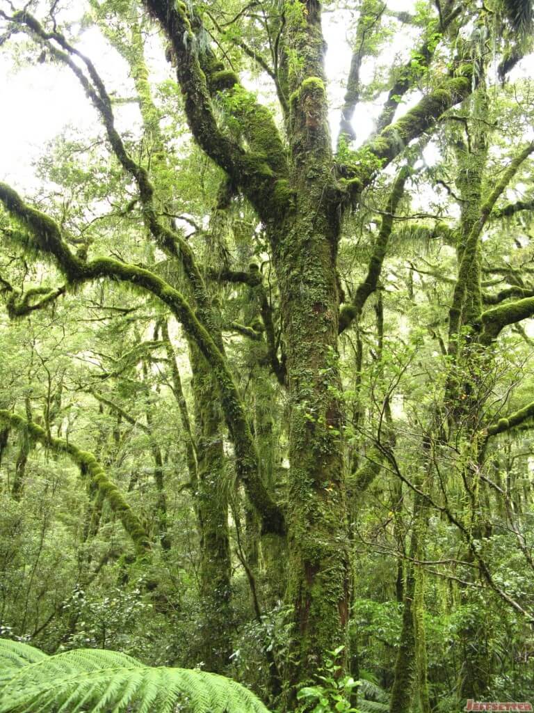 Mossy Trees