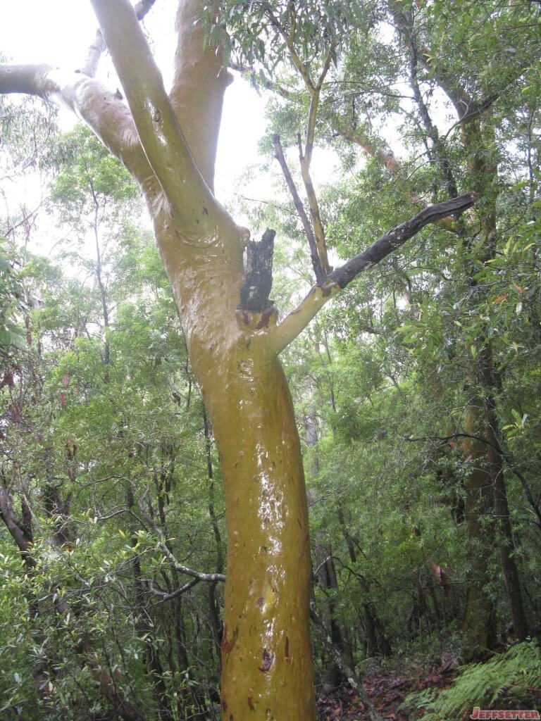 Orange Tree