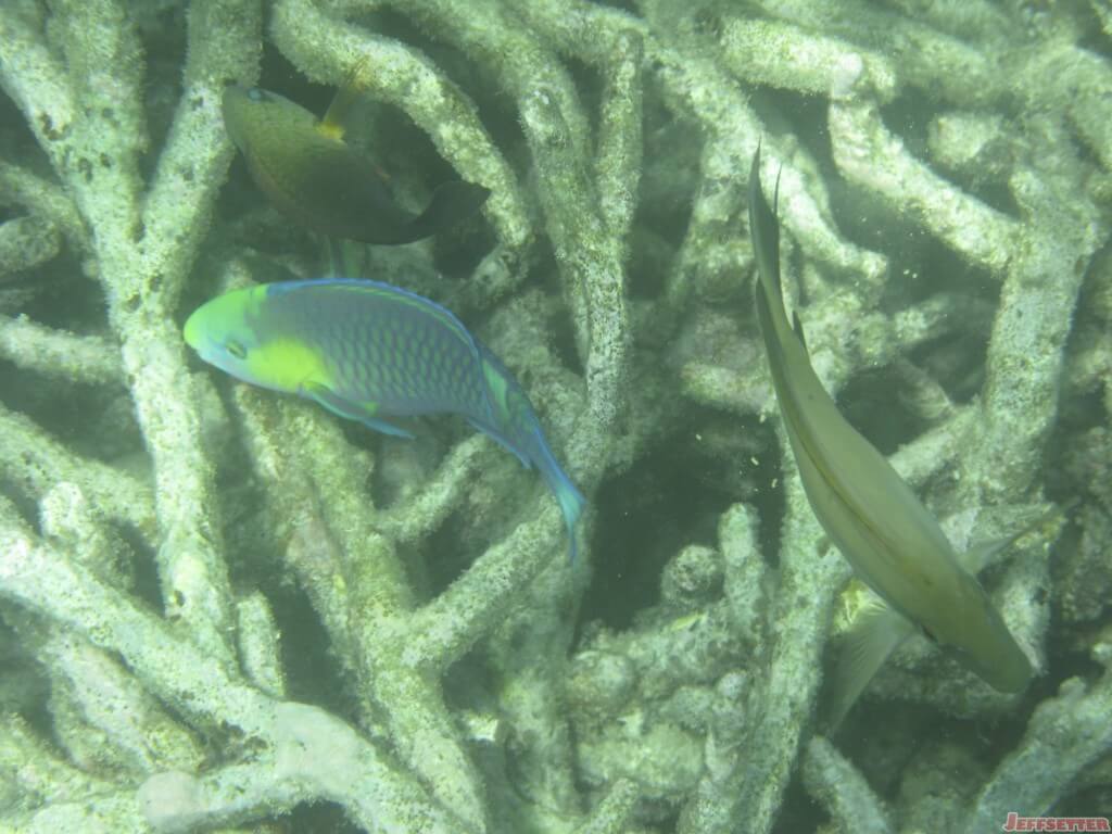 Parrotfish