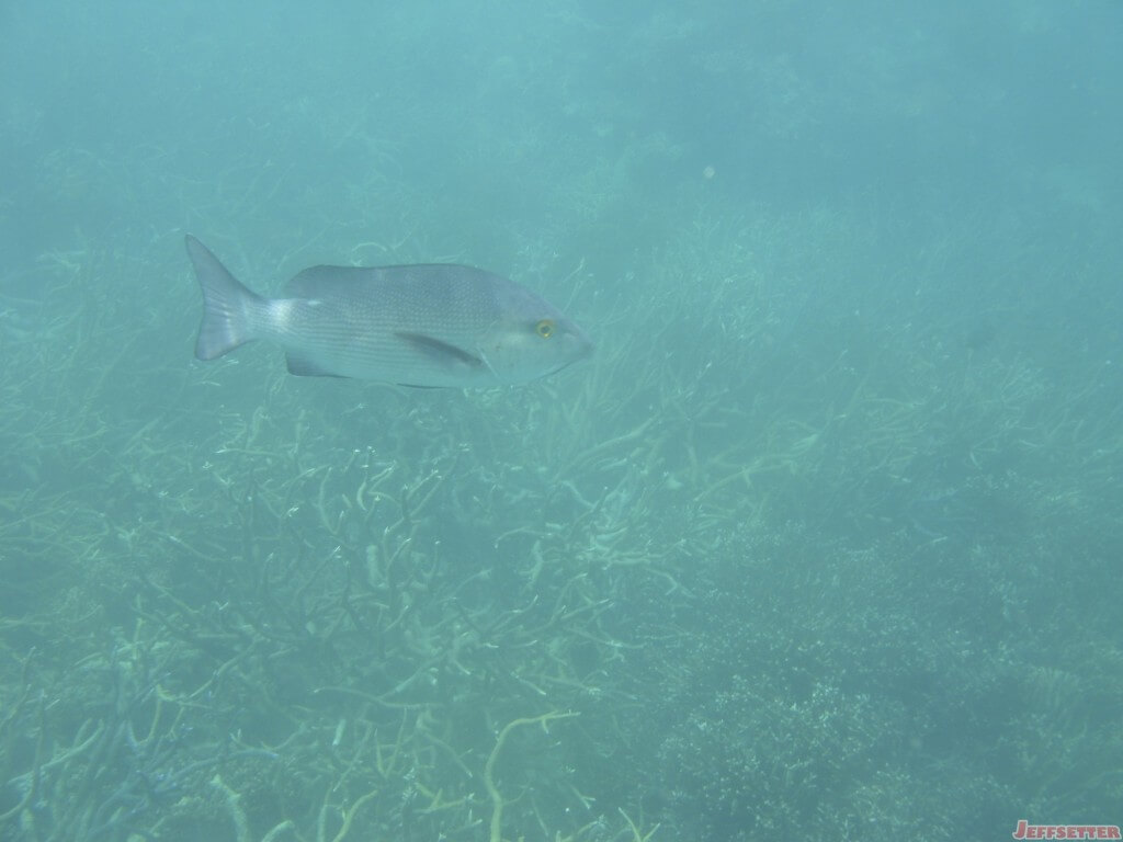 The first of many great fish shots while snorkeling