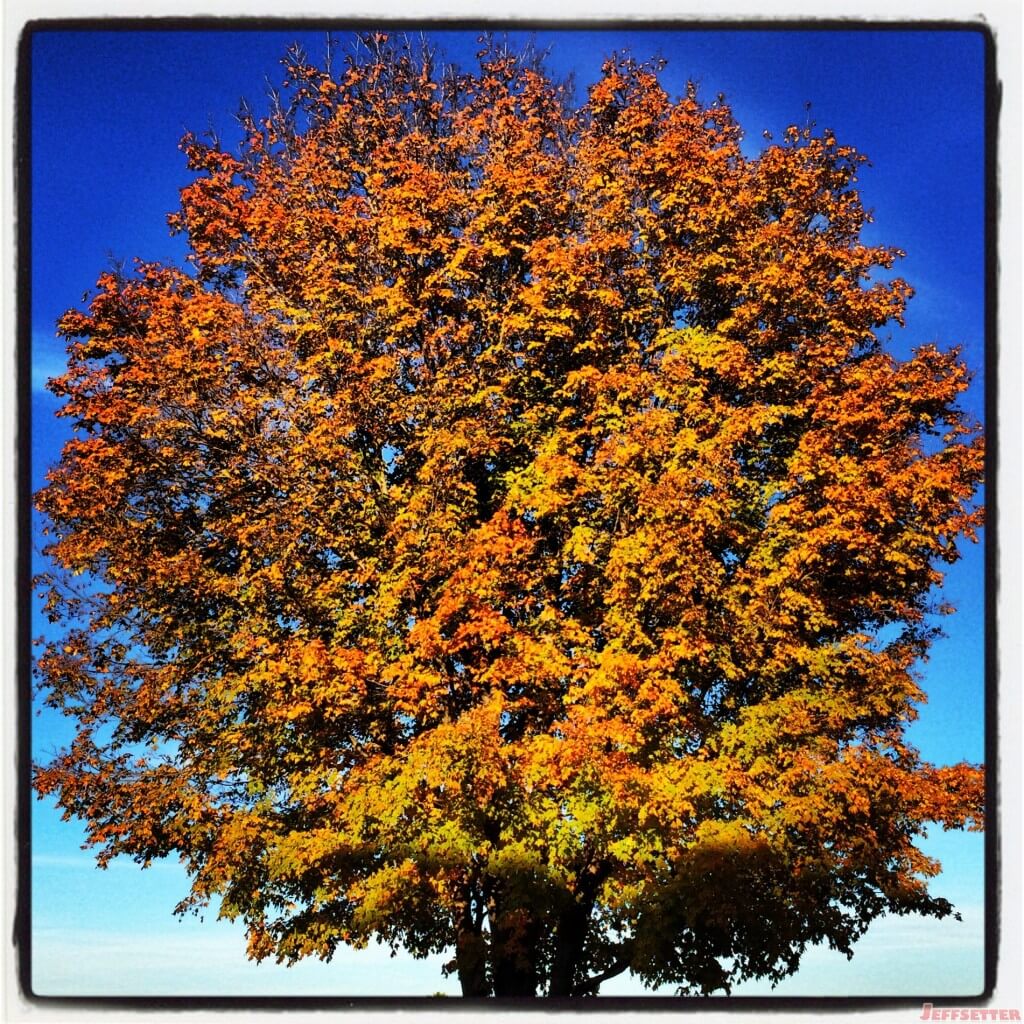 Perfect Sun Shining on Autumn Leaves