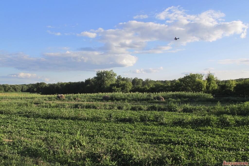 Fields of Green