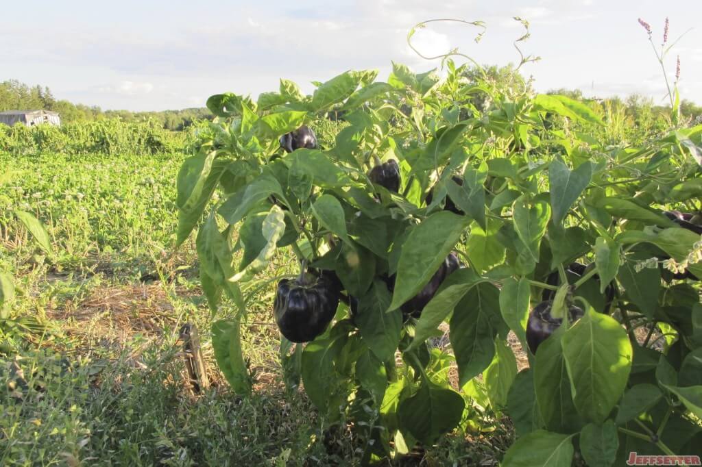 Rare Black Peppers