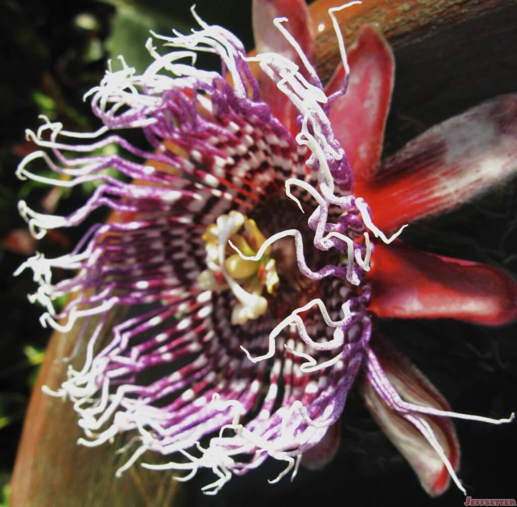 Unique Flower from Washington DC Conservatory