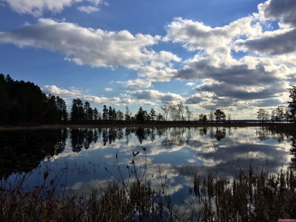 Reflective Trees on the Pond