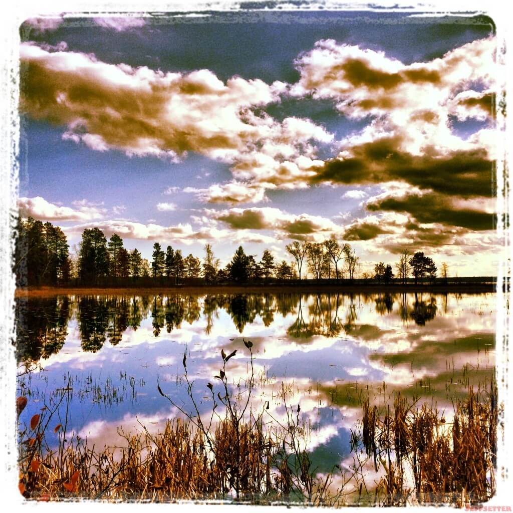 Reflective Trees on the Pond Enhanced