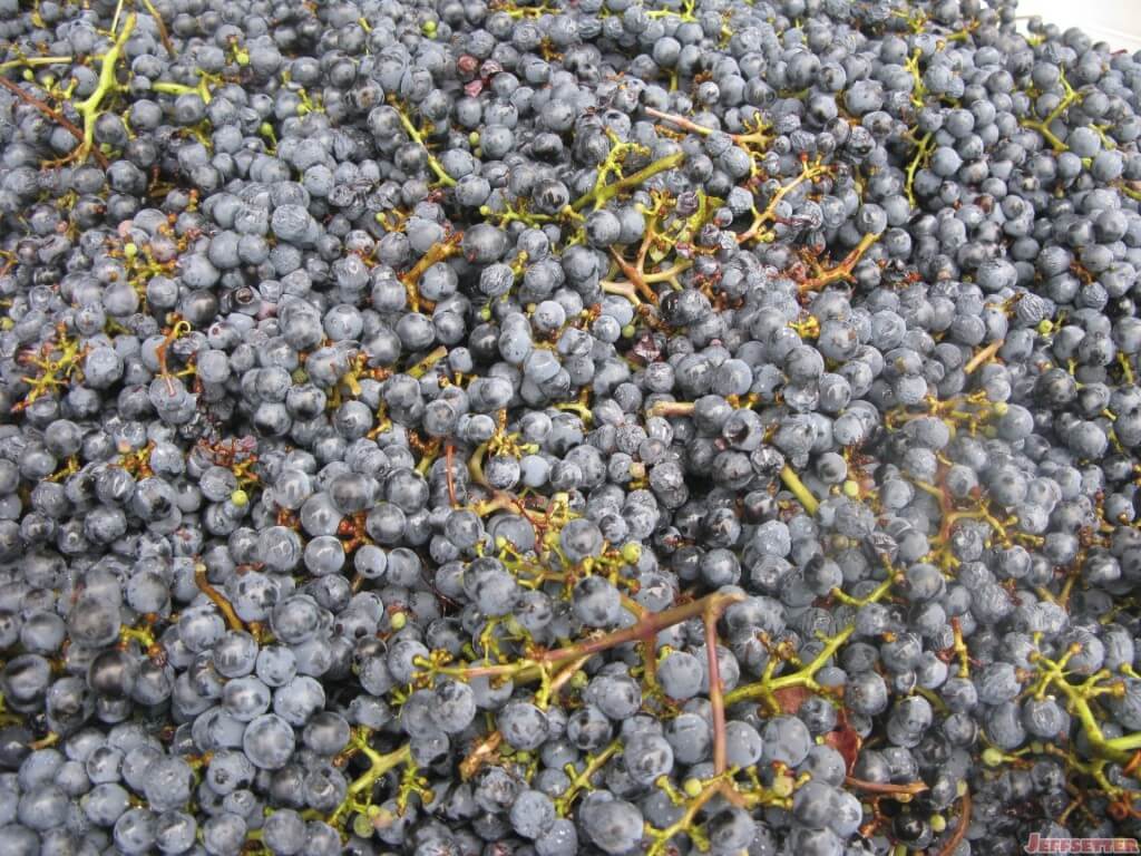 Grape Harvest and Crush in California Wine Country