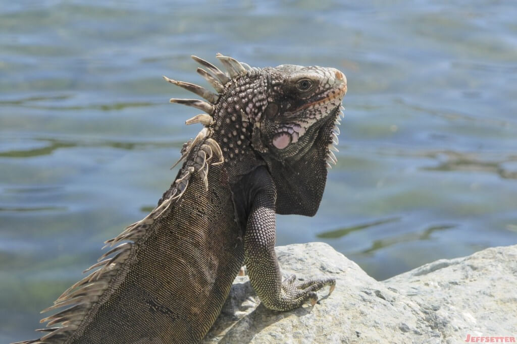 Iguana on a Rock, Frenchtown