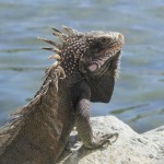 Iguana on a Rock, Frenchtown