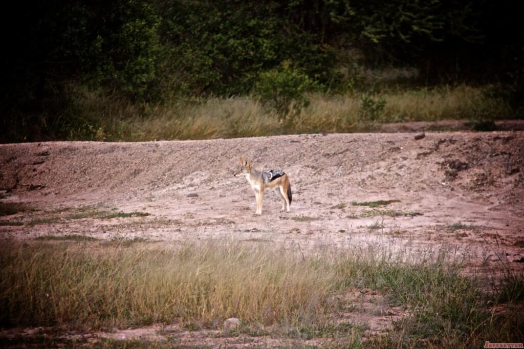 Vuyani Safari 115