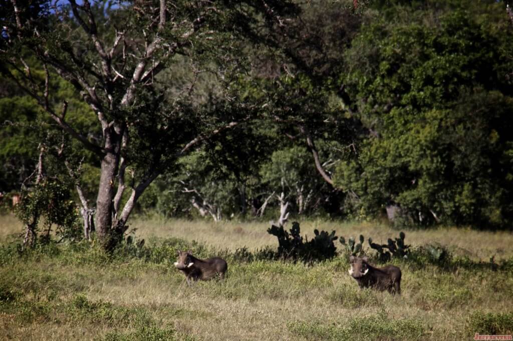 Vuyani Safari 201 (1)