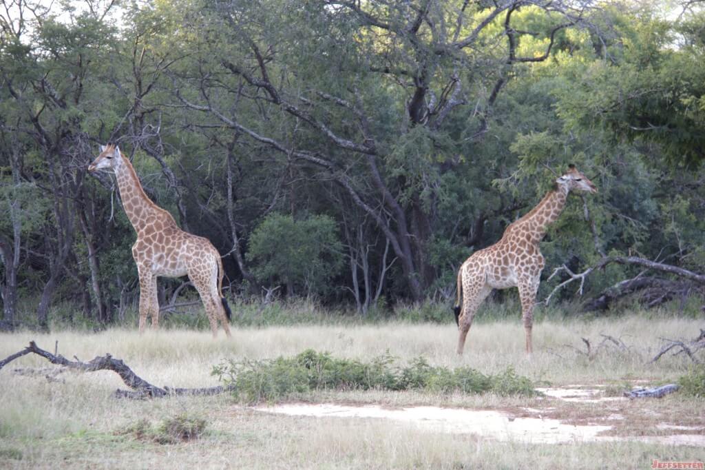 Vuyani Safari 37