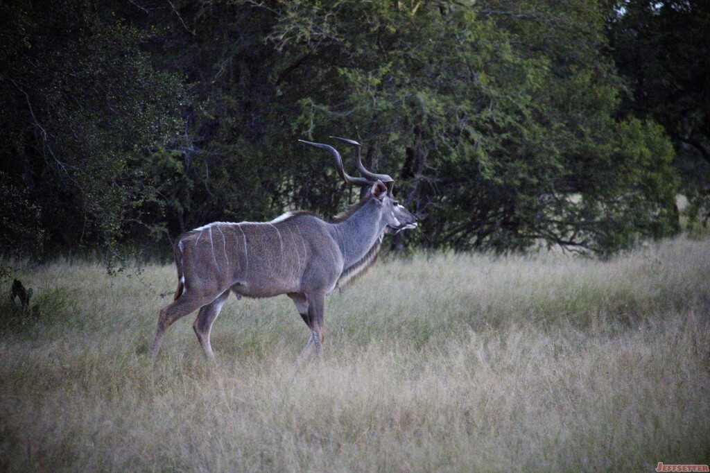 Vuyani Safari 76