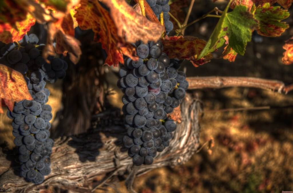 Napa HDR-1019