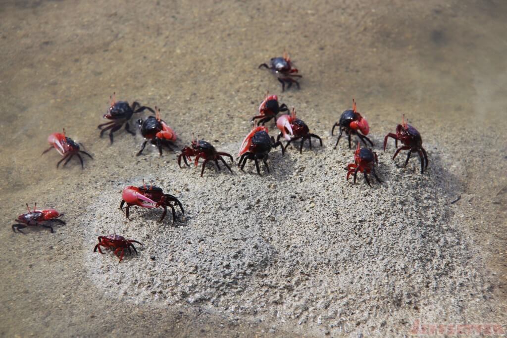 Cook Islands Crabs