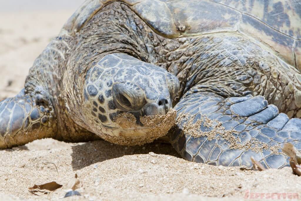 Honu