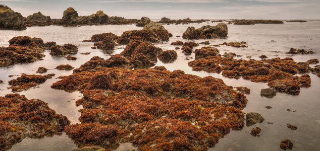 MacKerricher State Beach