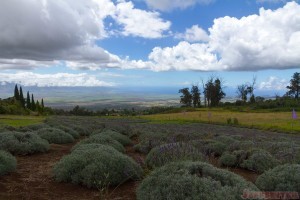 Top 10 Things to do in Maui including Haleakala National Park