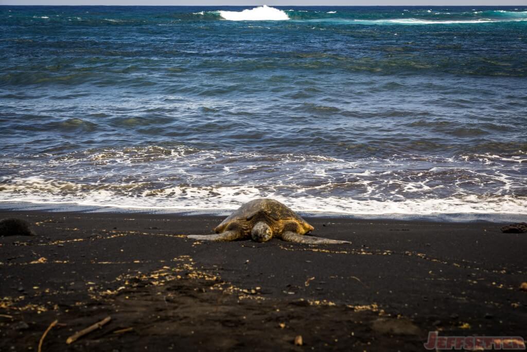 Hawaii Big Island Punaluu Black Sand Beach-18