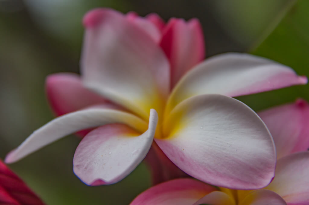 Plumeria