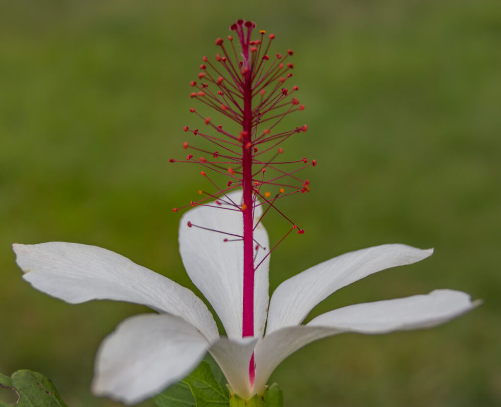 hibiscus2