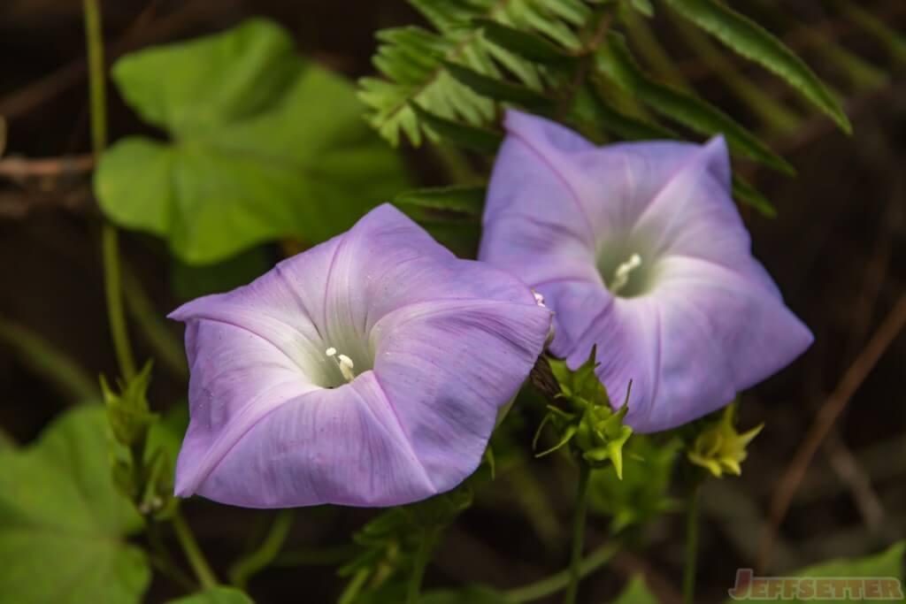 moon flower