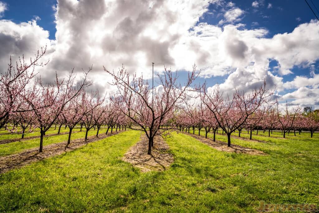 Cherries in Bloom New Zealand-1