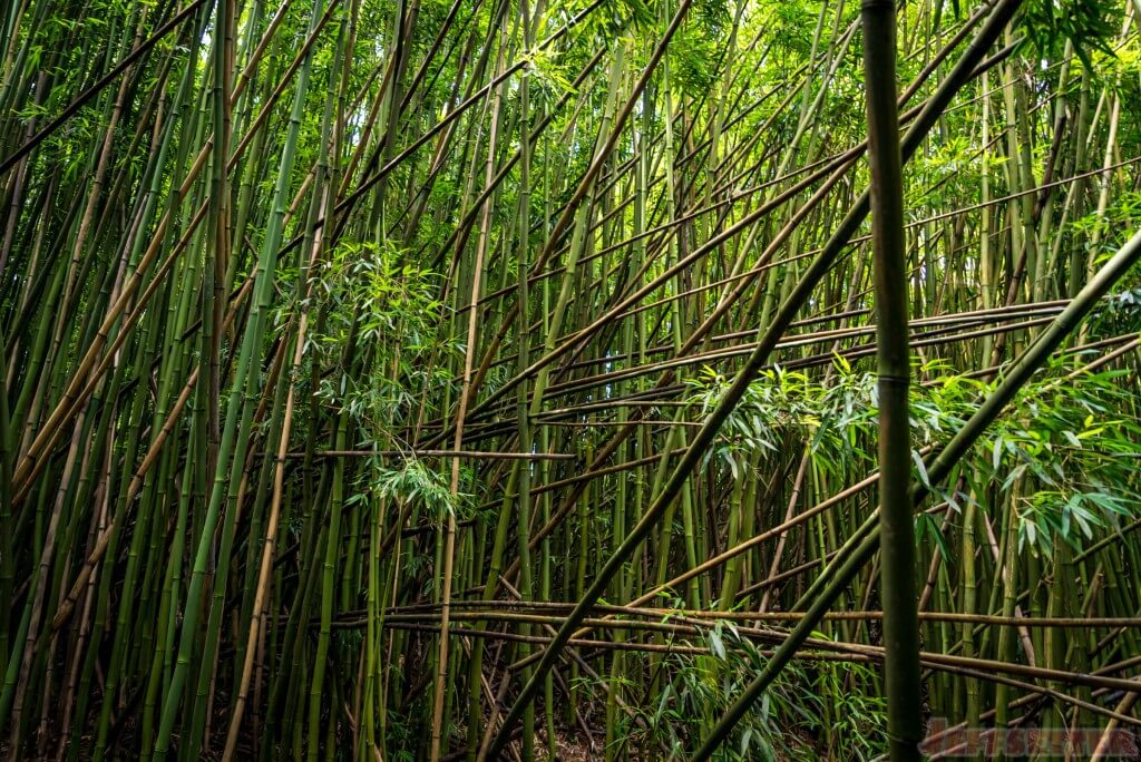Hana Bamboo Forest Hike-3