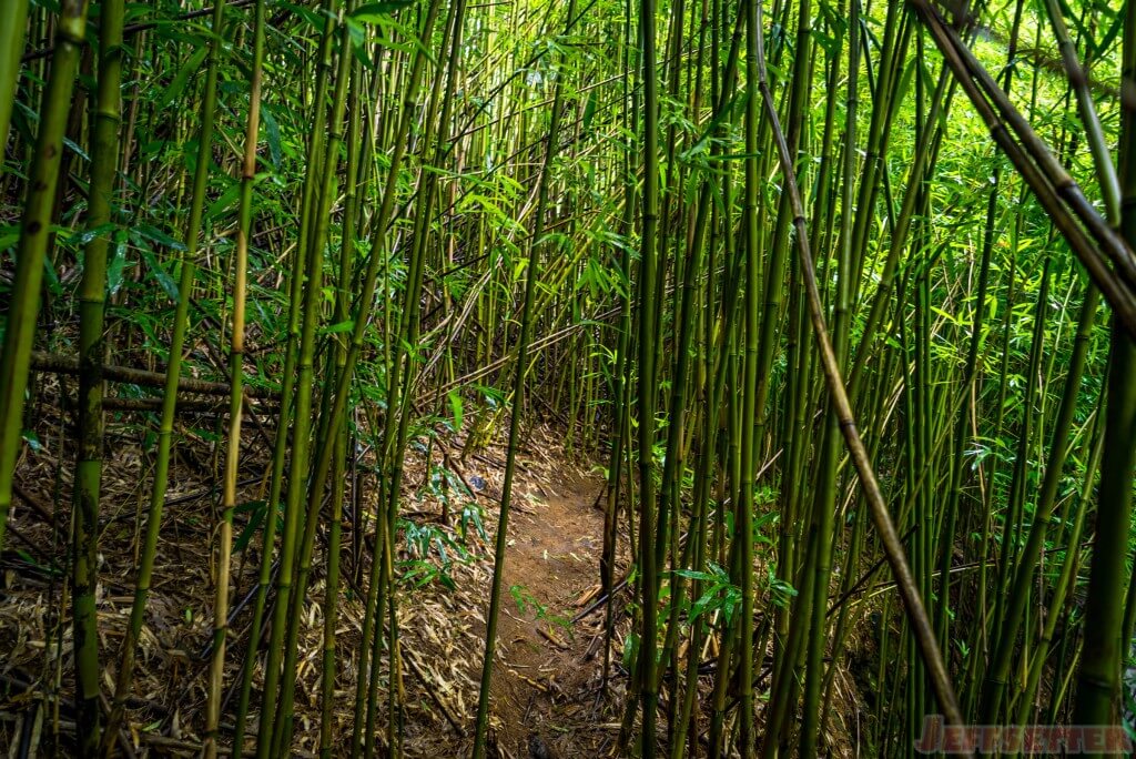 Hana Bamboo Forest Hike-5