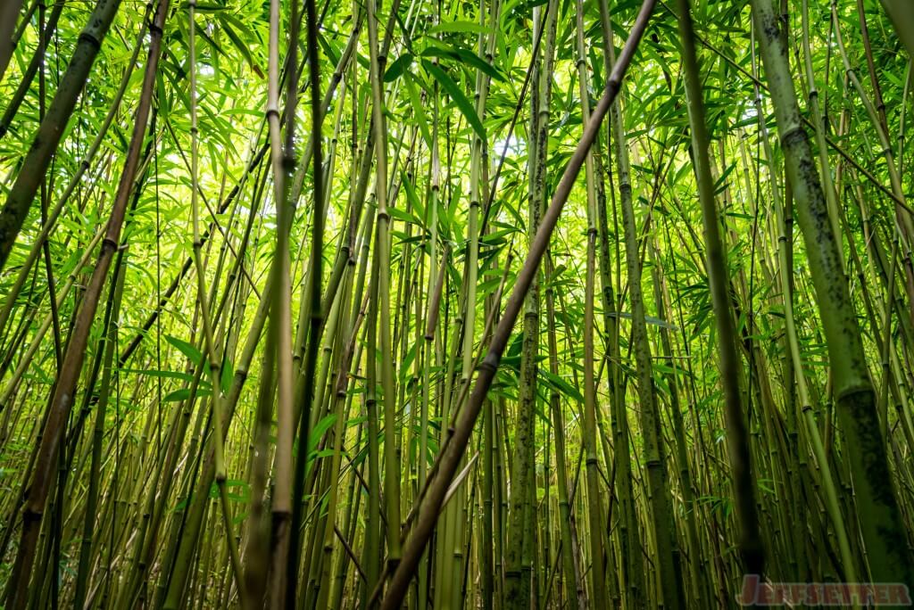 Hana Bamboo Forest Hike-6