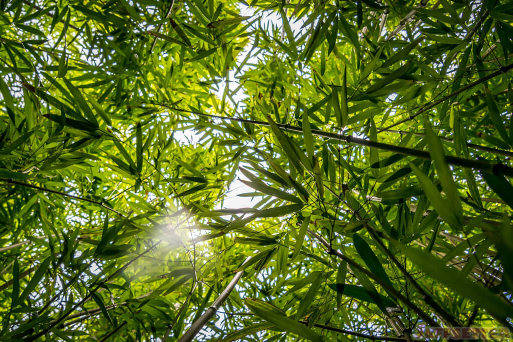 Hana Bamboo Forest Hike-8