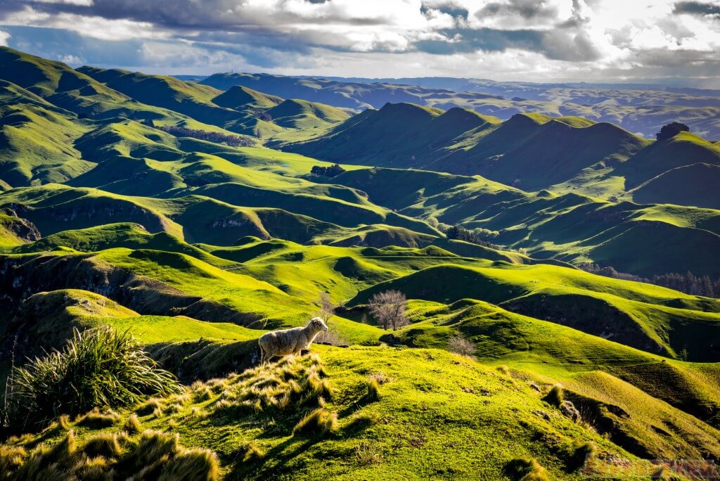 Sheep Overlook Te Mata-1