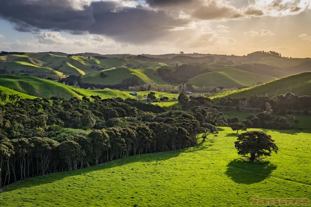 Waiheke Island Landscapes-3