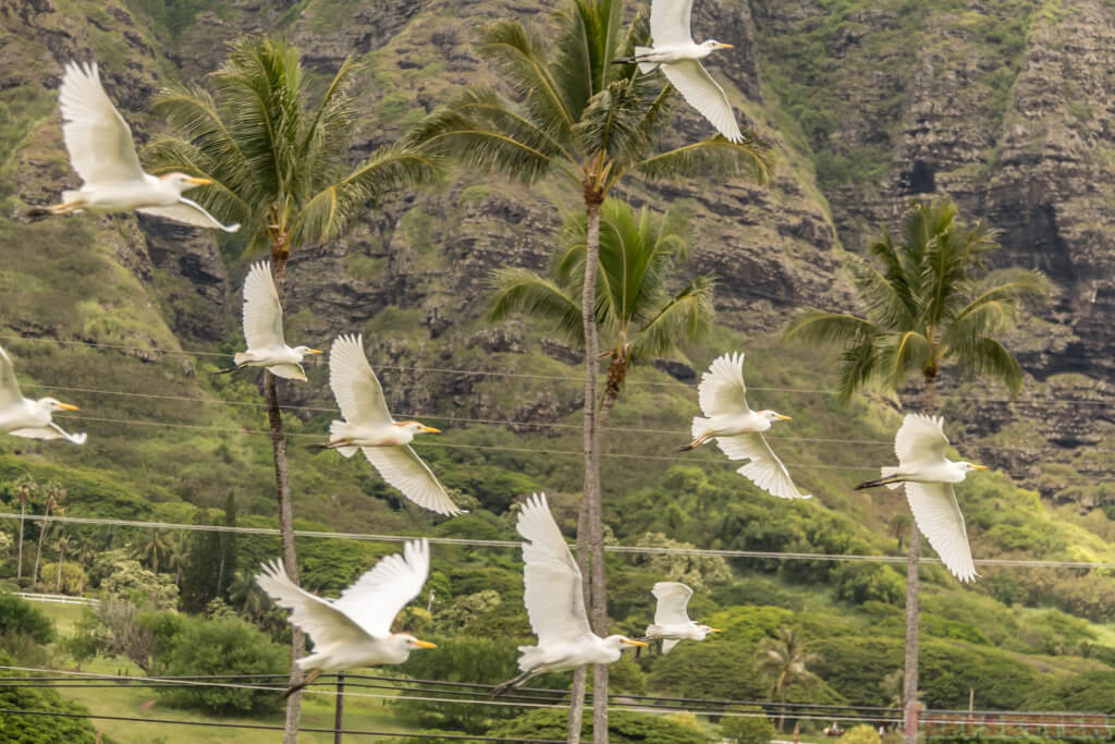 Kualoa beach-3