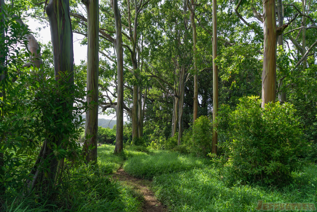 Rainbow eucalyptus