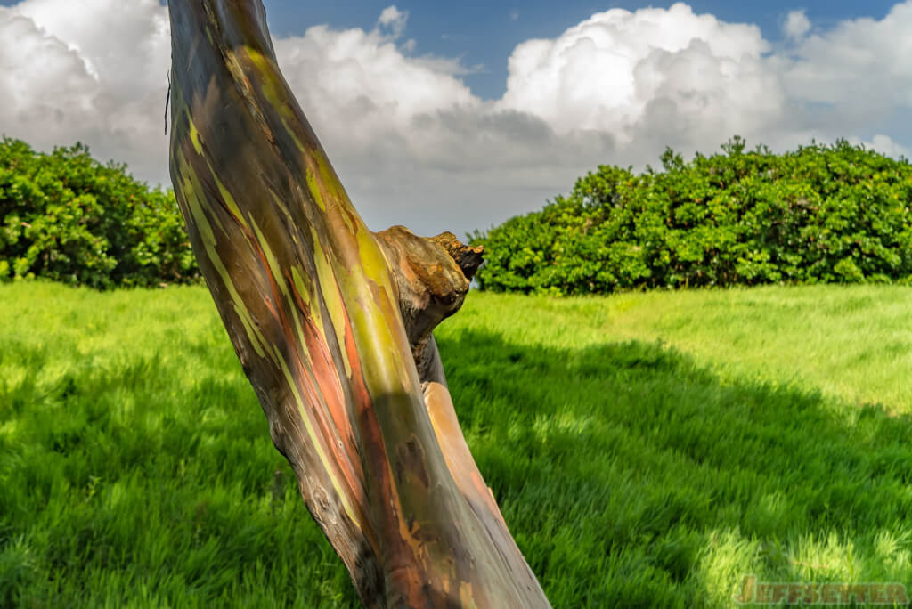 Rainbow eucalyptus_4