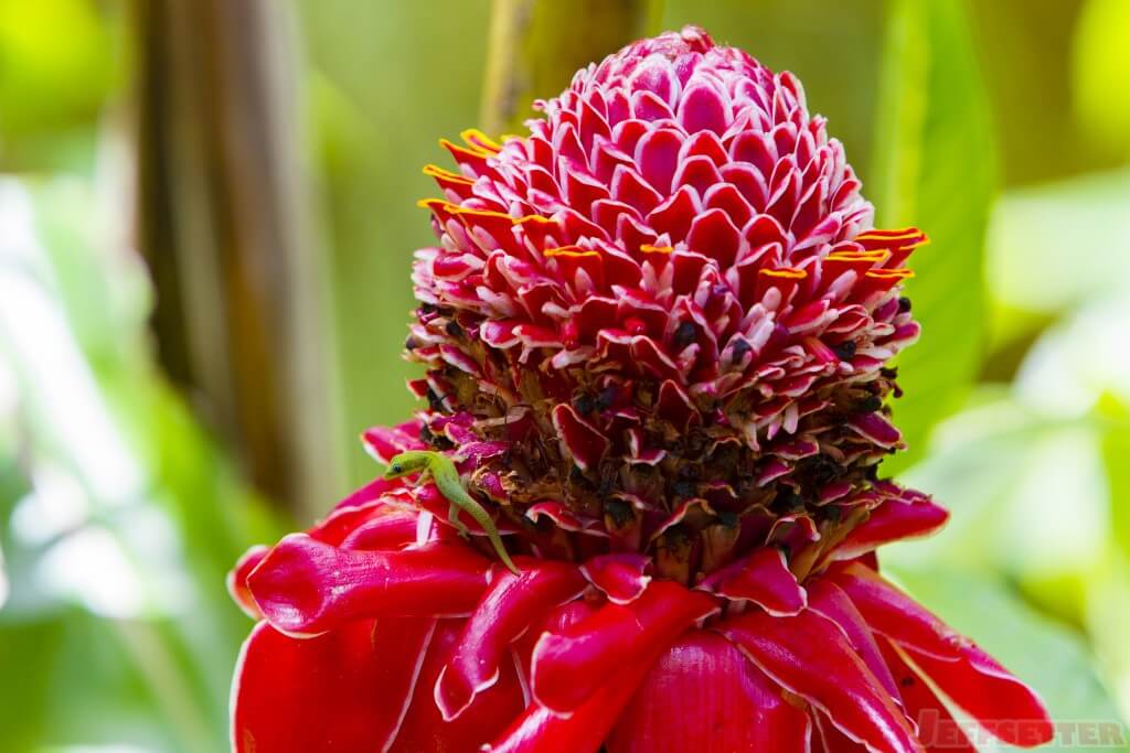 torch ginger