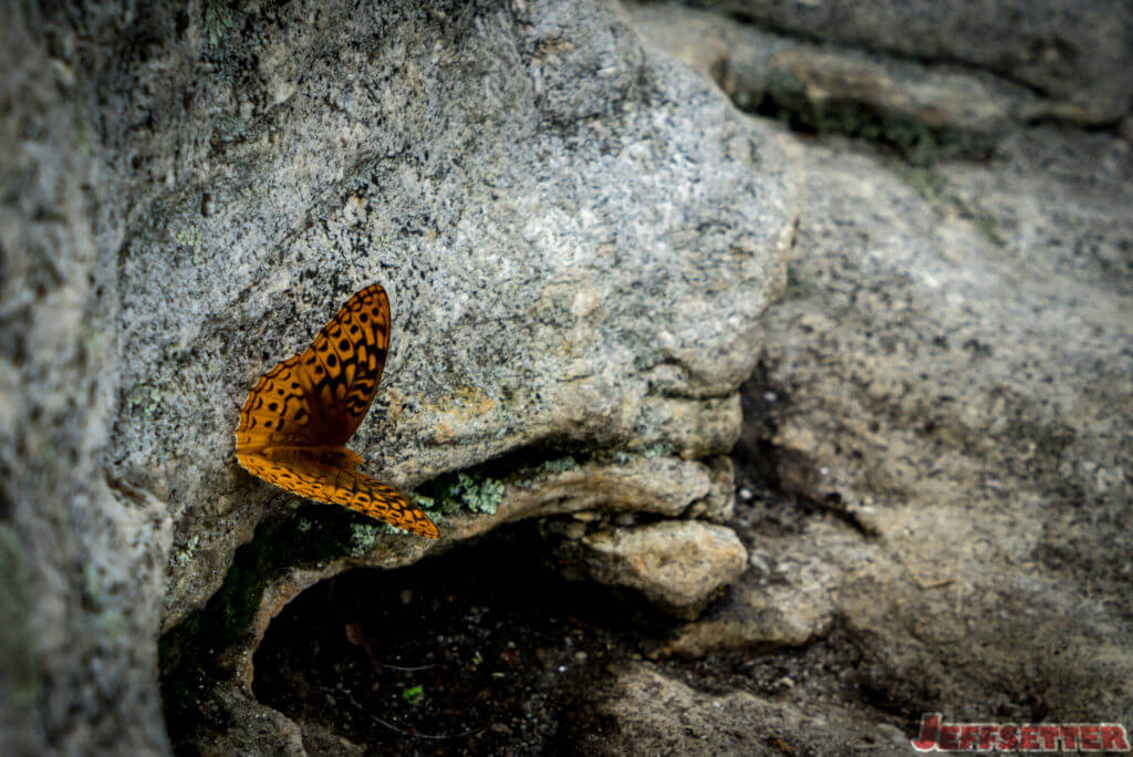 McAfee's Knob Butterfly