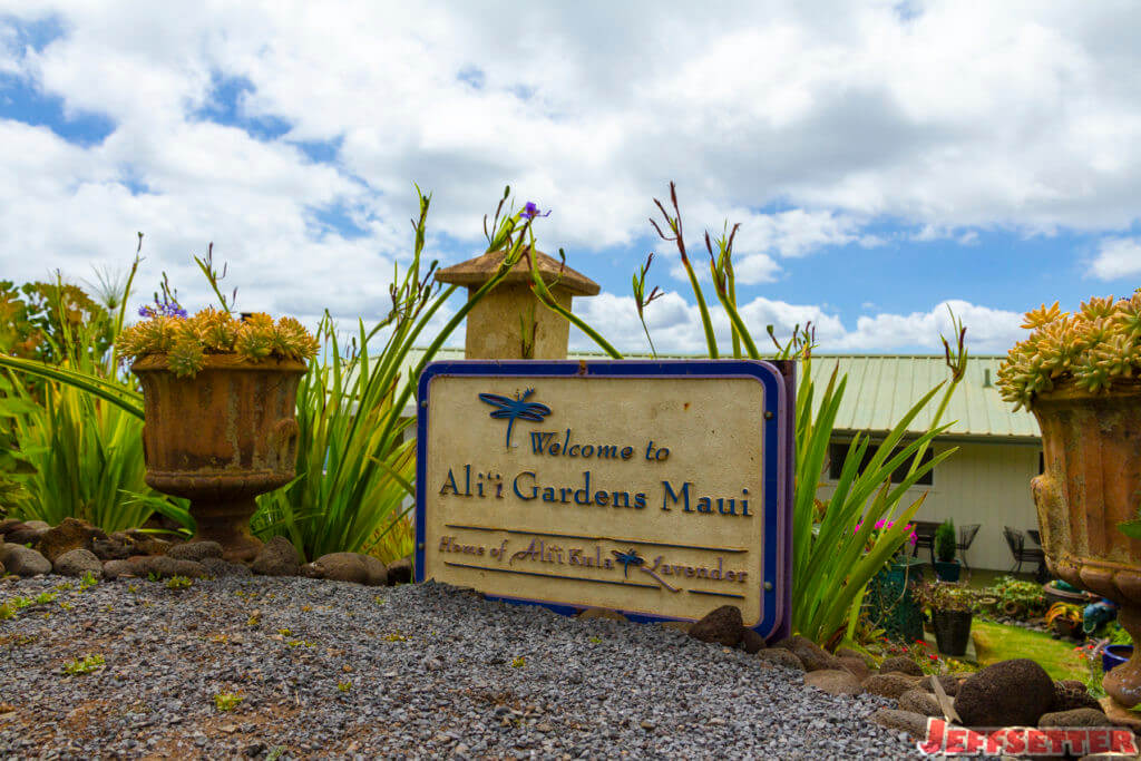 Ali'i Kula Lavender 