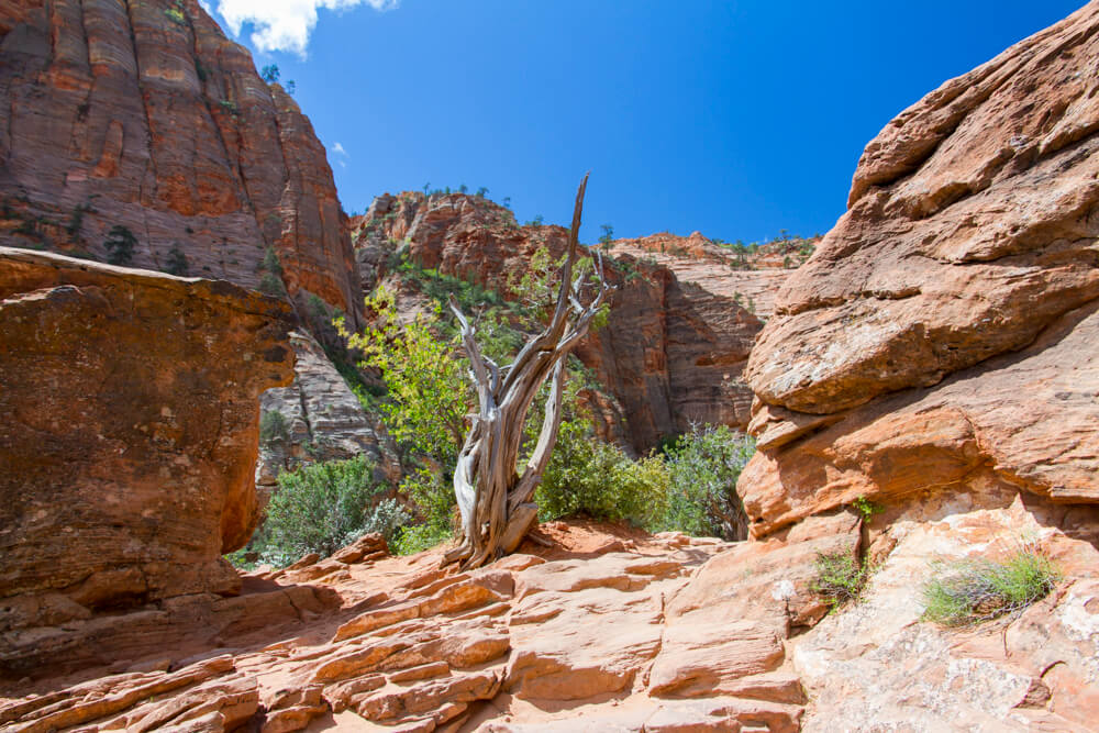 Zion National Park