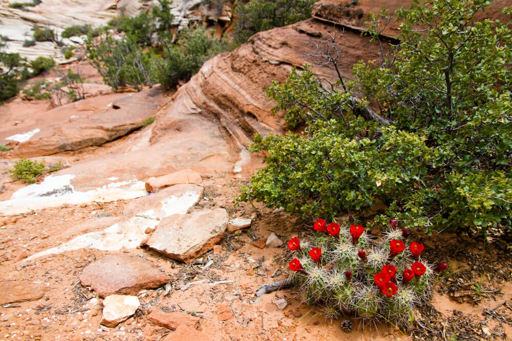 Zion National Park