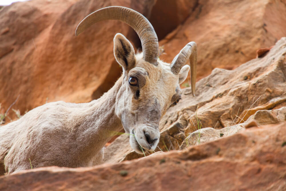 Zion National Park