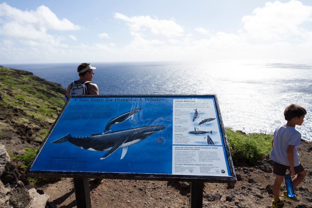 Makapuu Point Lighthouse Trail